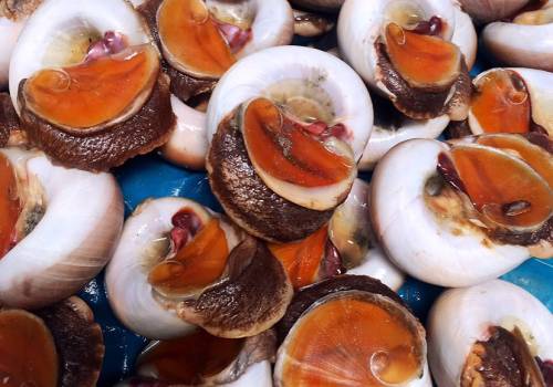 一月一次8月预订中大玉螺(蚍蛴)       已售9份 ￥22/份